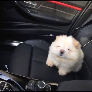 Meet your Posher, Nick